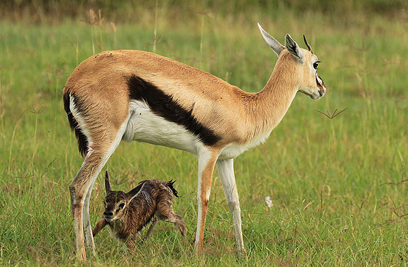 Thomson's gazelle - Ngorongoro