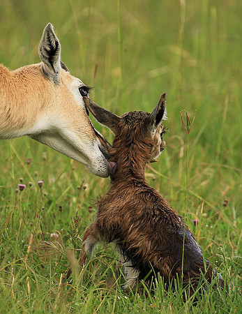 Thomson's gazelle - Ngorongoro