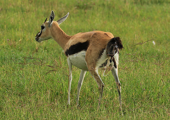 Thomson's gazelle - Ngorongoro