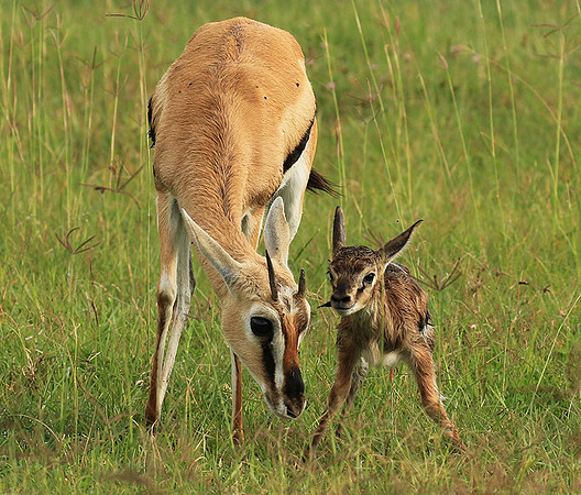 Thomson's gazelle - Ngorongoro