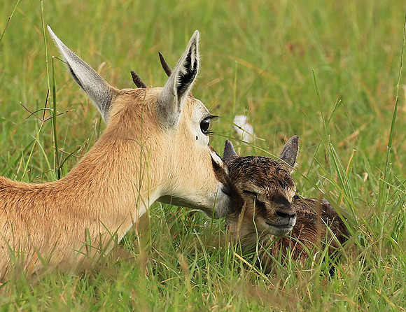 Thomson's gazelle - Ngorongoro