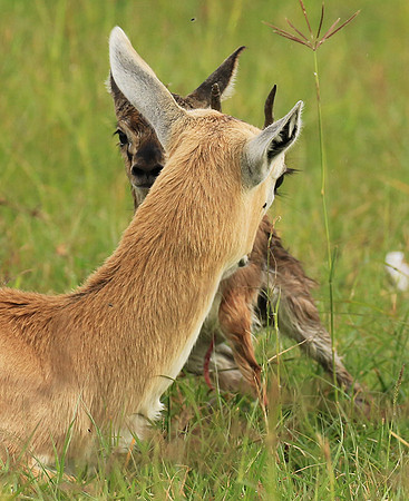 Thomson's gazelle - Ngorongoro