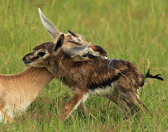Thomson's gazelle - Ngorongoro