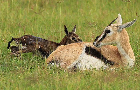 Thomson's gazelle - Ngorongoro