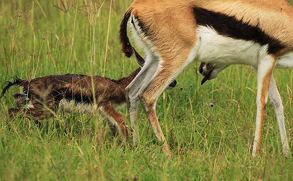 Thomson's gazelle - Ngorongoro