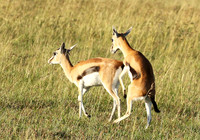 Thomson's gazelle - Serengeti - Grumeti