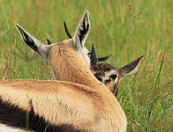 Thomson's gazelle - Ngorongoro