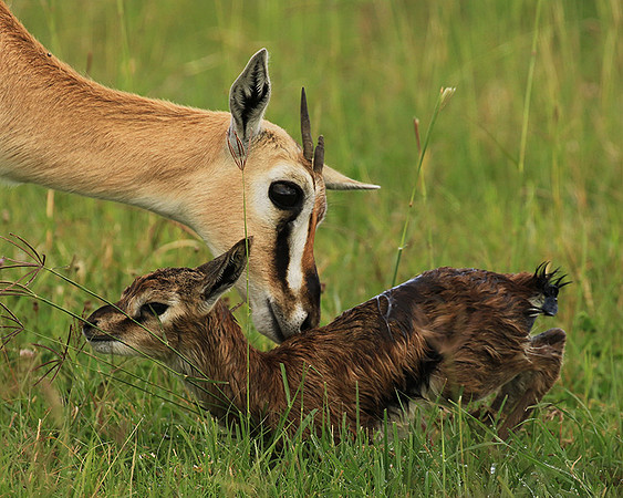 Thomson's gazelle - Ngorongoro