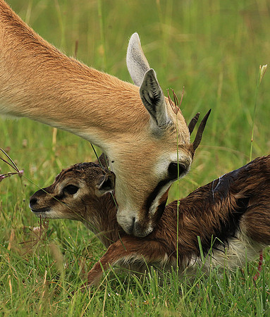 Thomson's gazelle - Ngorongoro
