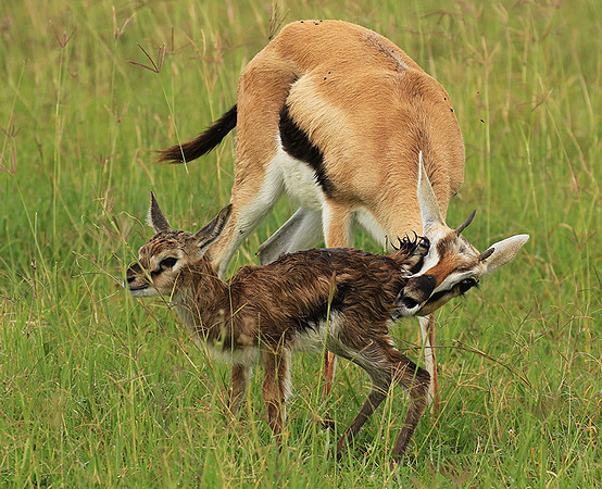 Thomson's gazelle - Ngorongoro