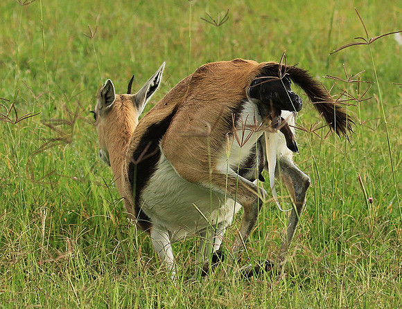 Thomson's gazelle - Ngorongoro
