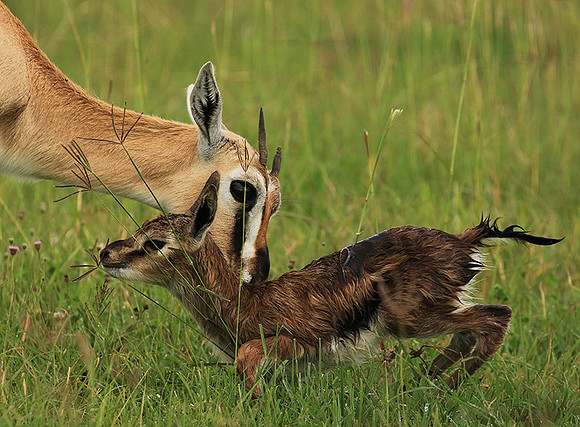 Thomson's gazelle - Ngorongoro