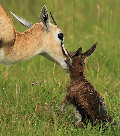 Thomson's gazelle - Ngorongoro