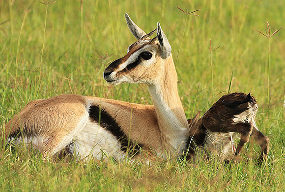 Thomson's gazelle - Ngorongoro