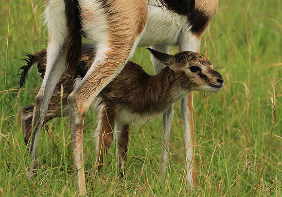Thomson's gazelle - Ngorongoro