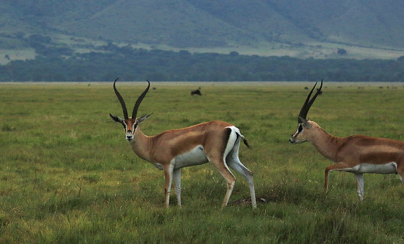 Grant's gazelle - Ngorongoro