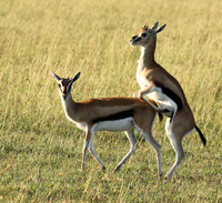 Thomson's gazelle - Serengeti - Grumeti