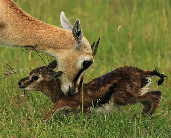 Thomson's gazelle - Ngorongoro