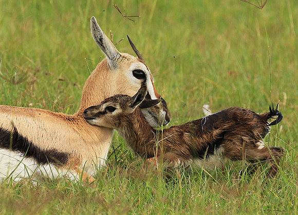 Thomson's gazelle - Ngorongoro