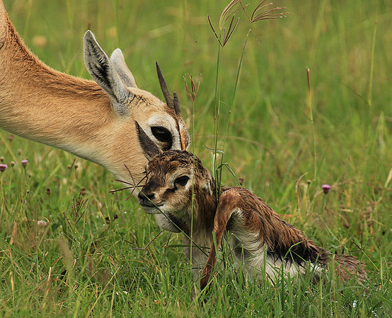 Thomson's gazelle - Ngorongoro