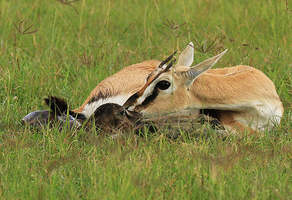 Thomson's gazelle - Ngorongoro