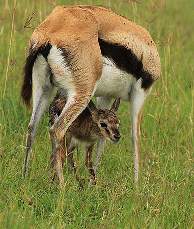 Thomson's gazelle - Ngorongoro