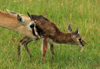 Thomson's gazelle - Ngorongoro