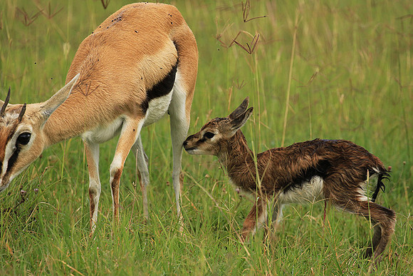 Thomson's gazelle - Ngorongoro