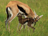 Thomson's gazelle - Ngorongoro