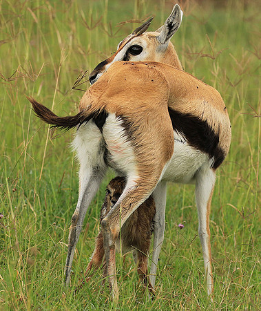 Thomson's gazelle - Ngorongoro