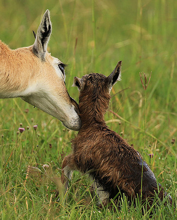 Thomson's gazelle - Ngorongoro