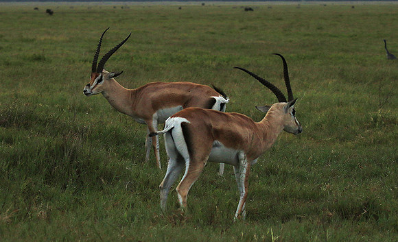 Grant's gazelle - Ngorongoro