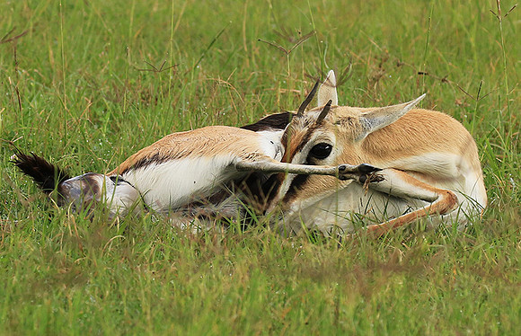 Thomson's gazelle - Ngorongoro