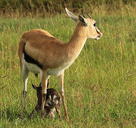 Thomson's gazelle - Ngorongoro