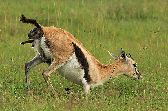 Thomson's gazelle - Ngorongoro
