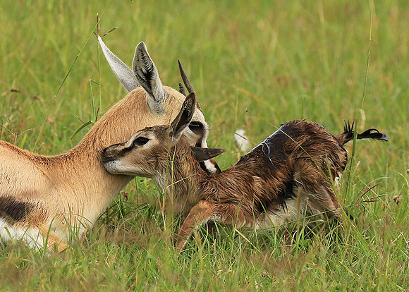 Thomson's gazelle - Ngorongoro