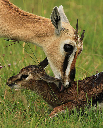 Thomson's gazelle - Ngorongoro