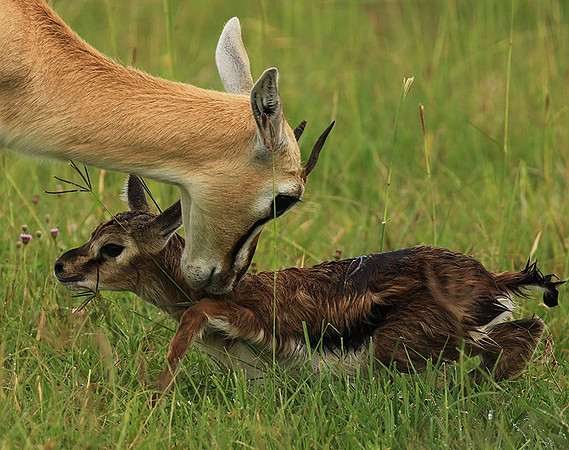Thomson's gazelle - Ngorongoro
