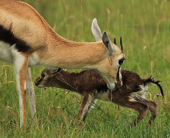 Thomson's gazelle - Ngorongoro