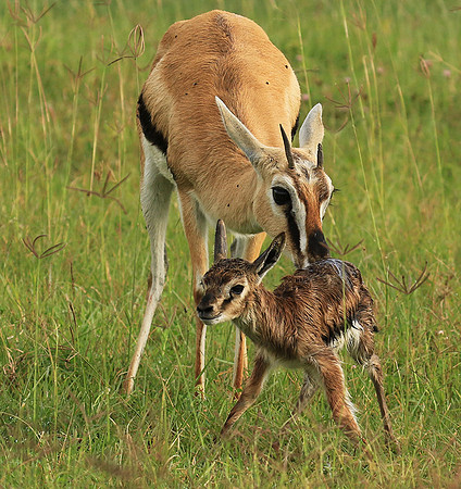 Thomson's gazelle - Ngorongoro