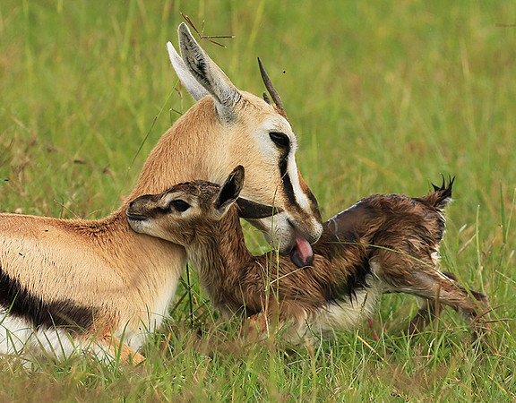 Thomson's gazelle - Ngorongoro