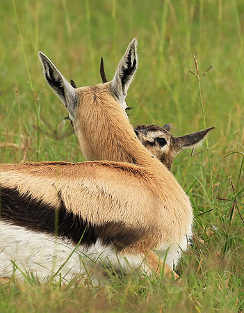 Thomson's gazelle - Ngorongoro