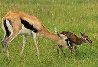 Thomson's gazelle - Ngorongoro