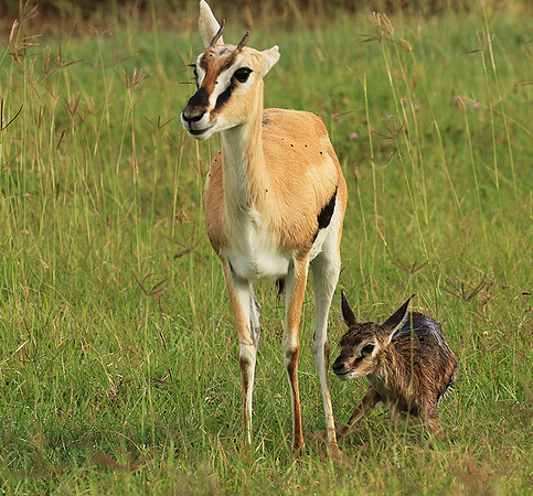 Thomson's gazelle - Ngorongoro