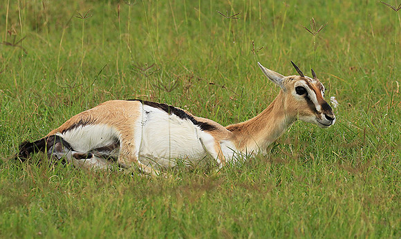 Thomson's gazelle - Ngorongoro