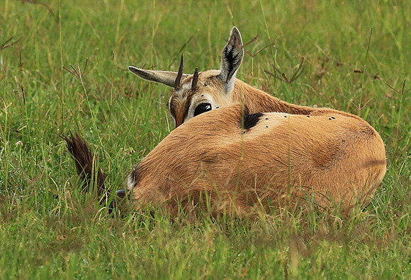 Thomson's gazelle - Ngorongoro