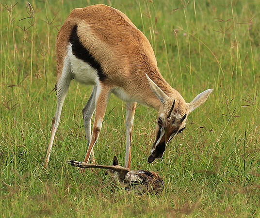 Thomson's gazelle - Ngorongoro