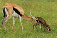 Thomson's gazelle - Ngorongoro