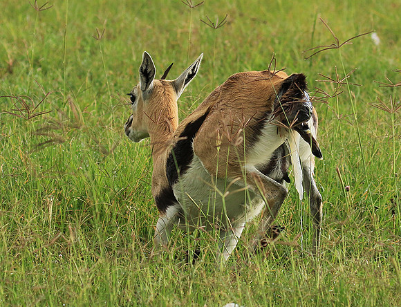 Thomson's gazelle - Ngorongoro