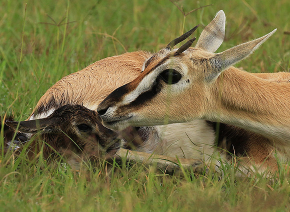 Thomson's gazelle - Ngorongoro